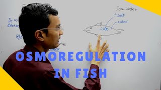 Osmoregulation in Fish [upl. by Anoy]