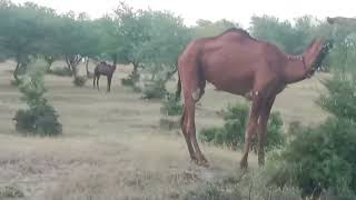 Aferican Nasal ki Lambi Daachiyaankanal Puri Daachi Farm [upl. by Dulci752]