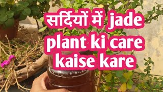 सर्दीjade plant की केयर कैसे करे [upl. by Som572]