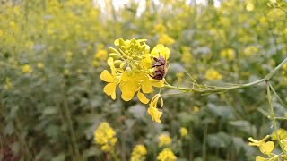 CONOCE la flor de mostaza silvestreabejas comiendo [upl. by Shermie523]