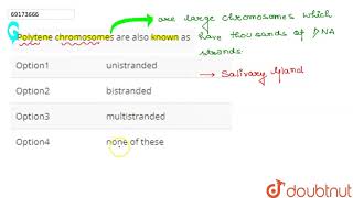 Polytene chromosomes are also known as [upl. by Eentirb]