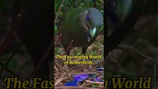 The Fascinating World of Bowerbirds shorts [upl. by Bendicta]