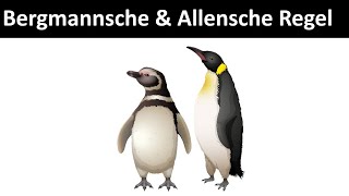 Bergmannsche amp Allensche Regel Klimaregeln  Biologie Ökologie [upl. by Elwin]