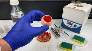 Primary Culture of Chicken Embryos  Step 2 Embryo Extraction [upl. by Capwell797]