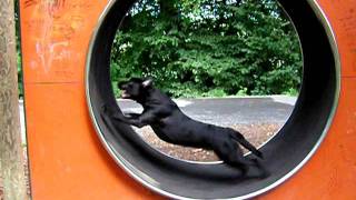 Hund im Laufrad  Hamster dog runstopp in the wheel [upl. by Mahala]