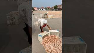 Collecting dried shrimp after airdrying process 🦐 [upl. by Eiddet]