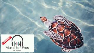 🐢Turtle Sound effect🐢Schildkröten Soundeffekt 🐢2022 kaplumbaga sesi [upl. by Epuladaug373]