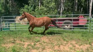 Edgewood’s purebred Canadian mare Garoy Palmer Belle [upl. by Silyhp]