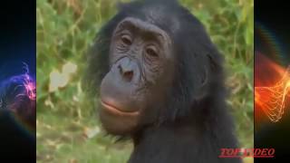 Amazing Bonobo Mating Like Human  best amazing bonobo mating like human beings [upl. by Ocsecnarf929]