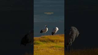 Black necked crane Tso kar Ladakh birds ladakh india birdphotography travel wildlife [upl. by Adnawuj]