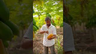 Harvesting papaya music Papaya baliraja fruit Viral ￼ video green yellowPapaya Export [upl. by Loredo]