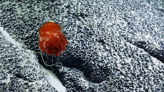 Quick Peek at a Sea Dandelion  Nautilus Live [upl. by Edras]