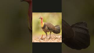 🐦☆¹⁷•² Australian Brushturkey ¹Wild Turkey ²Ocellated Turkey ✔️³Bushturkey ⁴Fowl [upl. by Eenwahs]