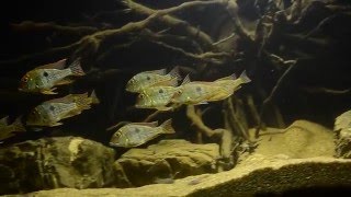 Geophagus Tapajos Red head tank [upl. by Odnalref809]