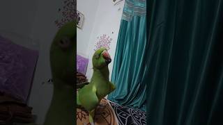 Naach Naach Meri Rani😀🤩🦜Dance meri rani sort youtubeshorts [upl. by Runkle]