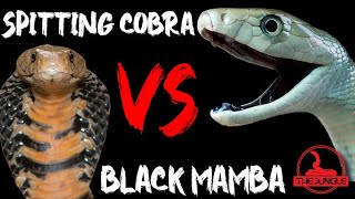 Black Mamba vs Spitting Cobra [upl. by Akerue]