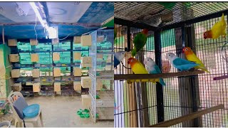 Bird aviary ma Breeding Box bhi laga diya🕊️🦜❤️ Ab season ka maza ana wala ha❤️🦜🕊️🌳 [upl. by Nylynnej]