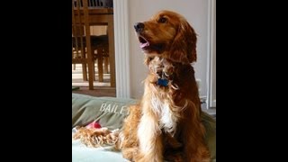 How to Stop Your Dog Barking in the Garden [upl. by Marianne]