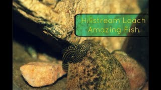 Reticulated Hillstream Loach Amazing Fish [upl. by Eunice431]