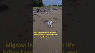 Migaloo living her best life at the Beach puppy cutedog dogslife beachlife beach farmlife [upl. by Moses]