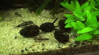 Corydoras Habrosus [upl. by Zolly554]