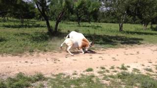 scimitar oryx fight must see [upl. by Donelle]