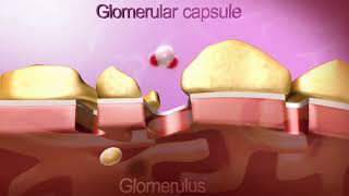 glomerular filtration [upl. by Eimmas]