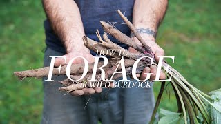 Foraging for Wild Burdock with Chef Shawn Adler [upl. by Ardnasal]