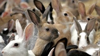 Tons of Different Rabbits Free Range Grazing [upl. by Assek276]