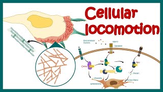 Cell locomotion  cell motility  cell migration  RhoRacCdc42 signaling in cell locomotion [upl. by Marwin]