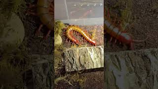 Giant Centipede Scolopendra Dehaani sp Cherry Red [upl. by Oneill125]