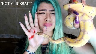 I LET MY PET SNAKE BITE ME😱 FOR A GOOD REASON [upl. by Swane]