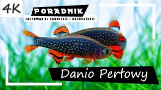 Danio Perłowy  Kompletny Poradnik 4K [upl. by Anoet641]