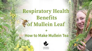 Respiratory Health Benefits of Mullein Leaf  How to Make Mullein Tea [upl. by Gnahk]