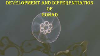 7Development and Differentiation of gonad [upl. by Nal]