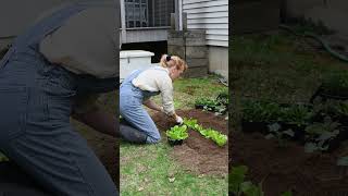 October Gardening Tips for Zone 6 gardening garden growyourownfood [upl. by Rehsa]