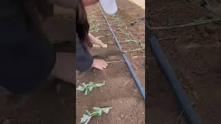 Sweet Potato Planting Process  Unique tools to boost efficiency and streamline work [upl. by Fidelio]