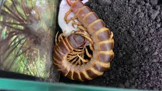 Scolopendra gigantea orange brown form feeding mouse [upl. by Asiulana]