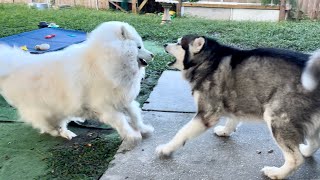 The Ultimate Showdown Siberian Husky Takes On Alaskan Malamute alaskamalamute husky [upl. by Low598]