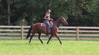 THICK MADE BAY ROAN QUARTER HORSE MARE TRAIL RIDES CHECKS CATTLE [upl. by Landa]