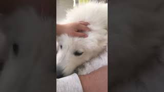 ￼Pourquoi mordille t elle ainsi  pourtoi puppy catvideos chaton [upl. by Dougie671]