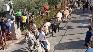 Quien se viene de encierro Villares Elche de la Sierra Albacete 2024 [upl. by Ybok]