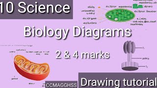 10 Science diagram  Anatomy unit Oxysomes Chloroplast and Mitochondria step by step tutorial [upl. by Emawk]