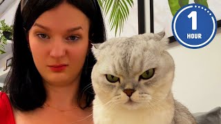 😹 FUNNIEST Cats Ever  Hilarious Cat Videos [upl. by Tterrag]