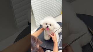 What a watery eye！ petgrooming cutedog petgroomingscissors [upl. by Aohk382]