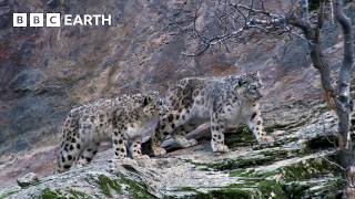 Capturing The Rare Snow Leopard On Camera  BBC Earth [upl. by Enohs]