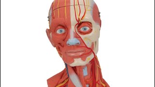 Head and Neck  Anatomy model  ospe  MBBS [upl. by Baese410]