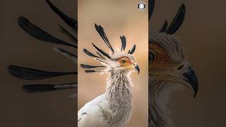 Secretarybird 🦅 The Most Elegant Snake Killer [upl. by Bohaty]