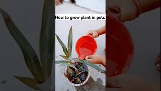 How to grow plants in pots at home 🏡 gardeningideas shorts ytshorts song gardening nature [upl. by Houlberg]