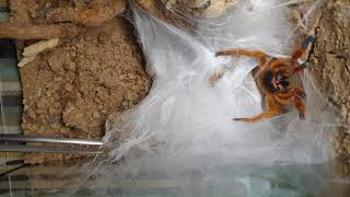 Pterinochilus murinus RCF rehouse angry OBT orange bitey thing [upl. by Melisent]